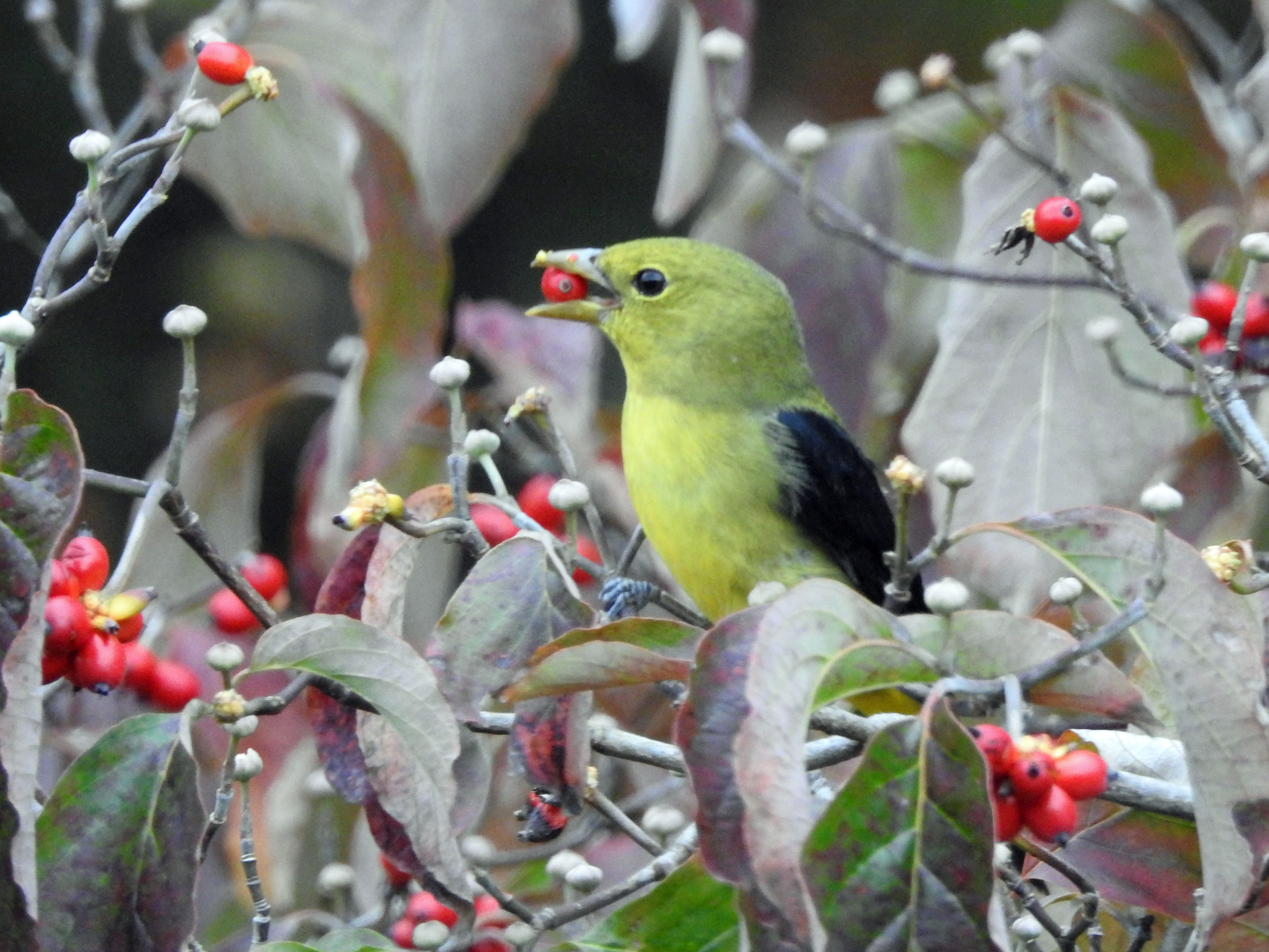 Tanager