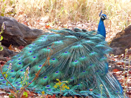 Peacock