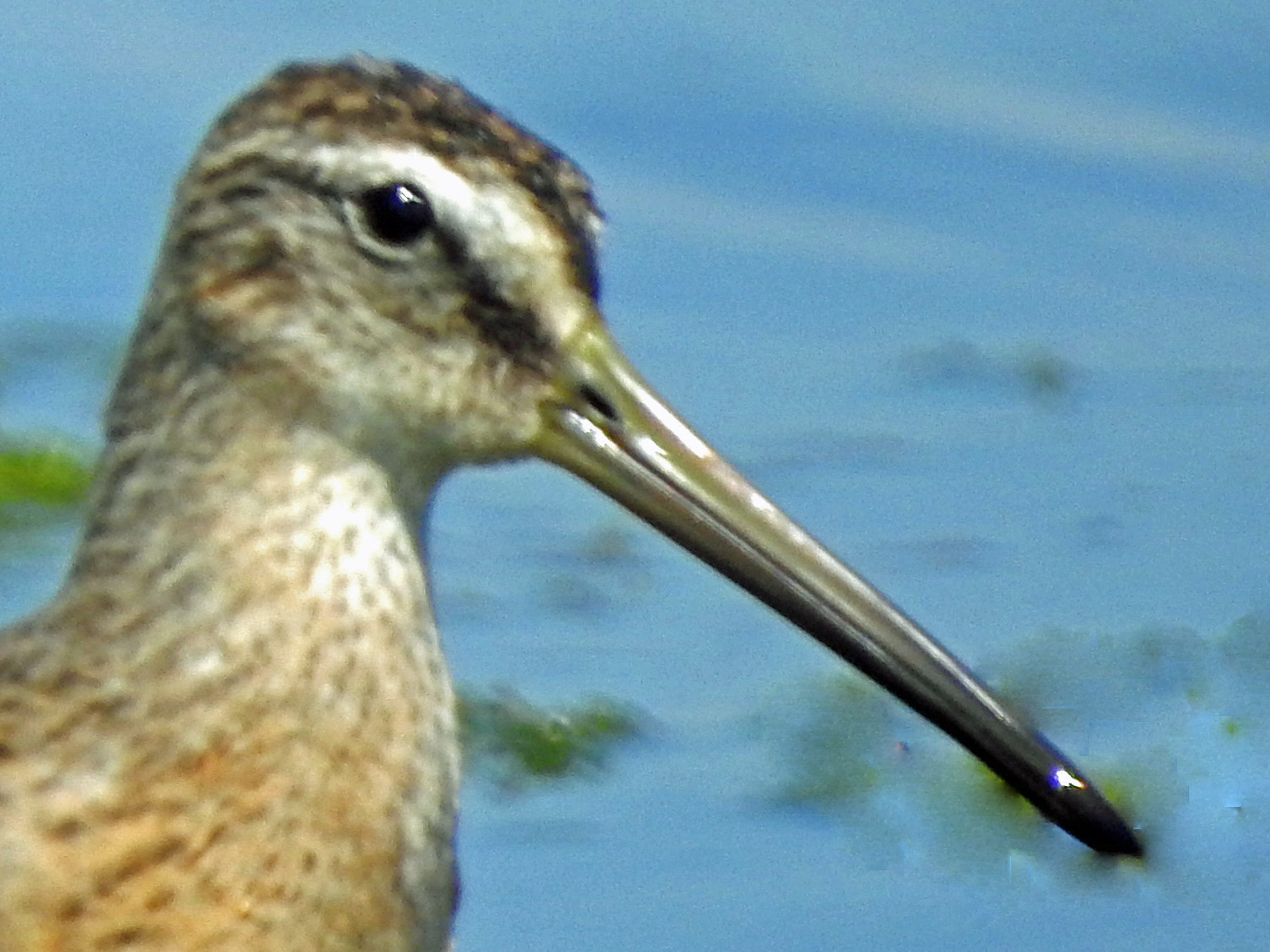 Bird with long bill