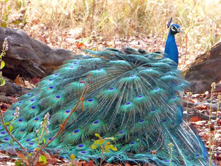 A picture containing outdoor, bird