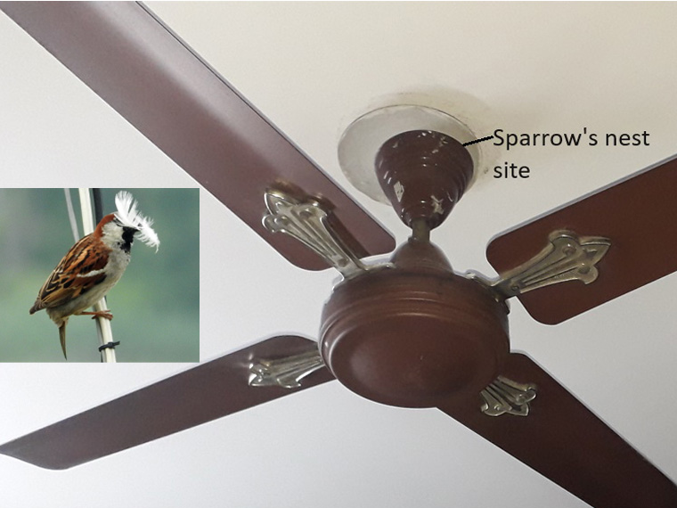 A picture ceiling fan, bird