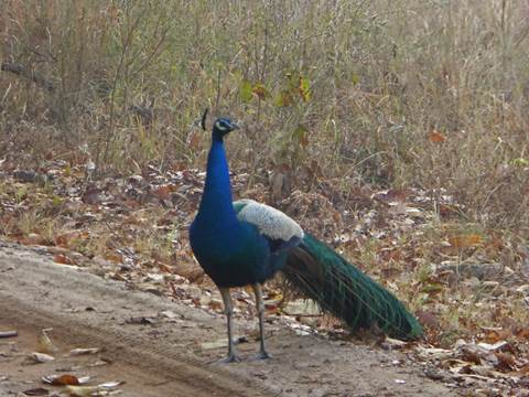 A picture containing outdoor, bird, tree, sitting