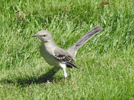 A bird standing in the grass

Description automatically generated with medium confidence