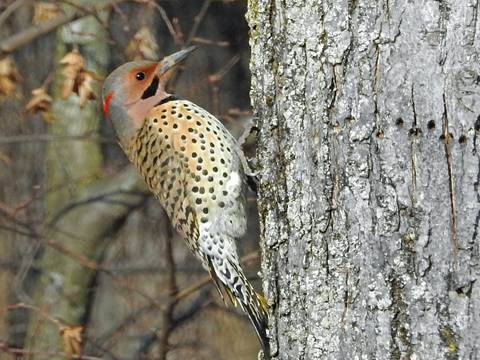 A bird on a tree

Description automatically generated with medium confidence