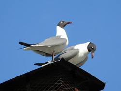 Laughing Gull pair