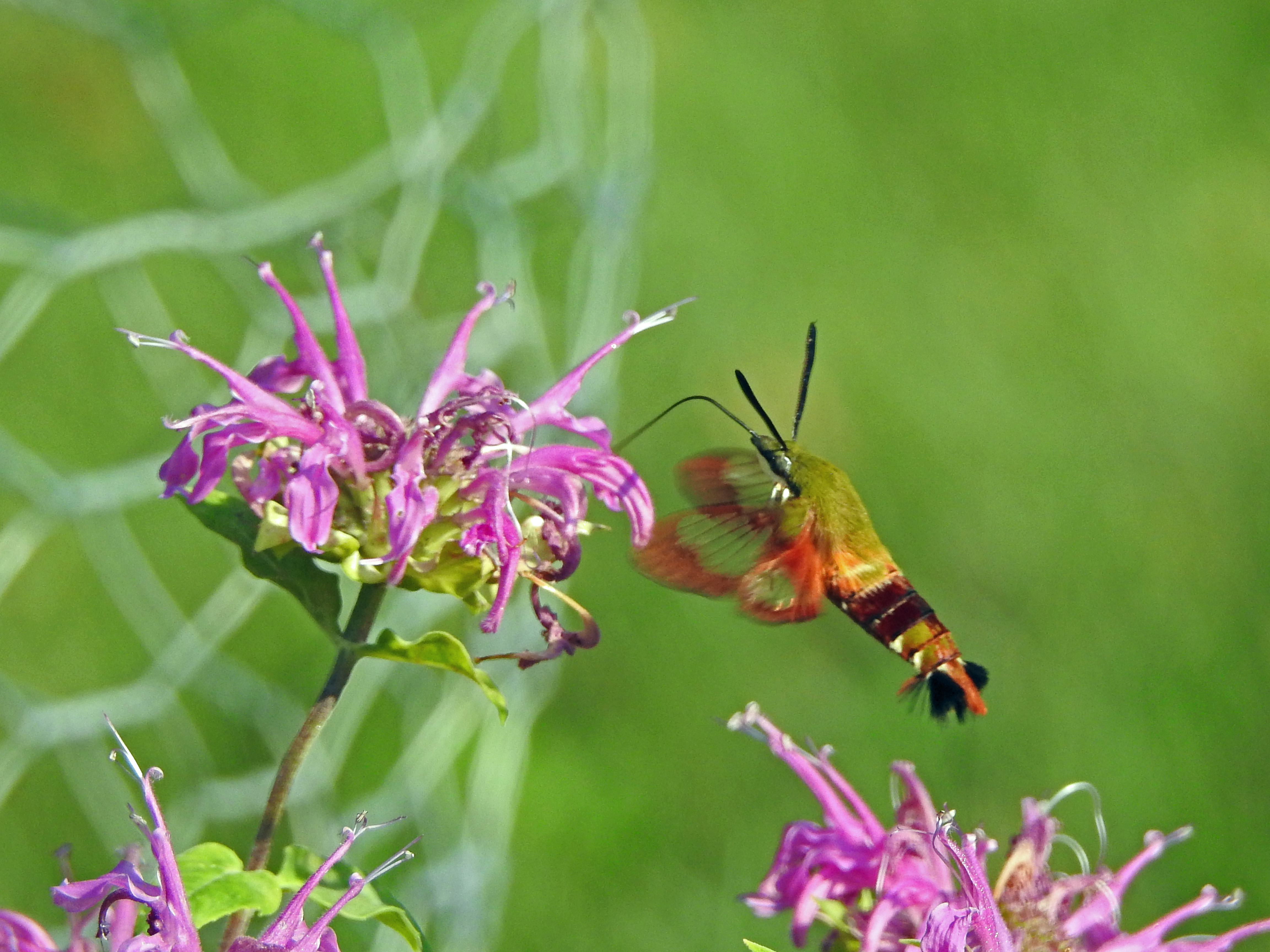 hummingbird moth