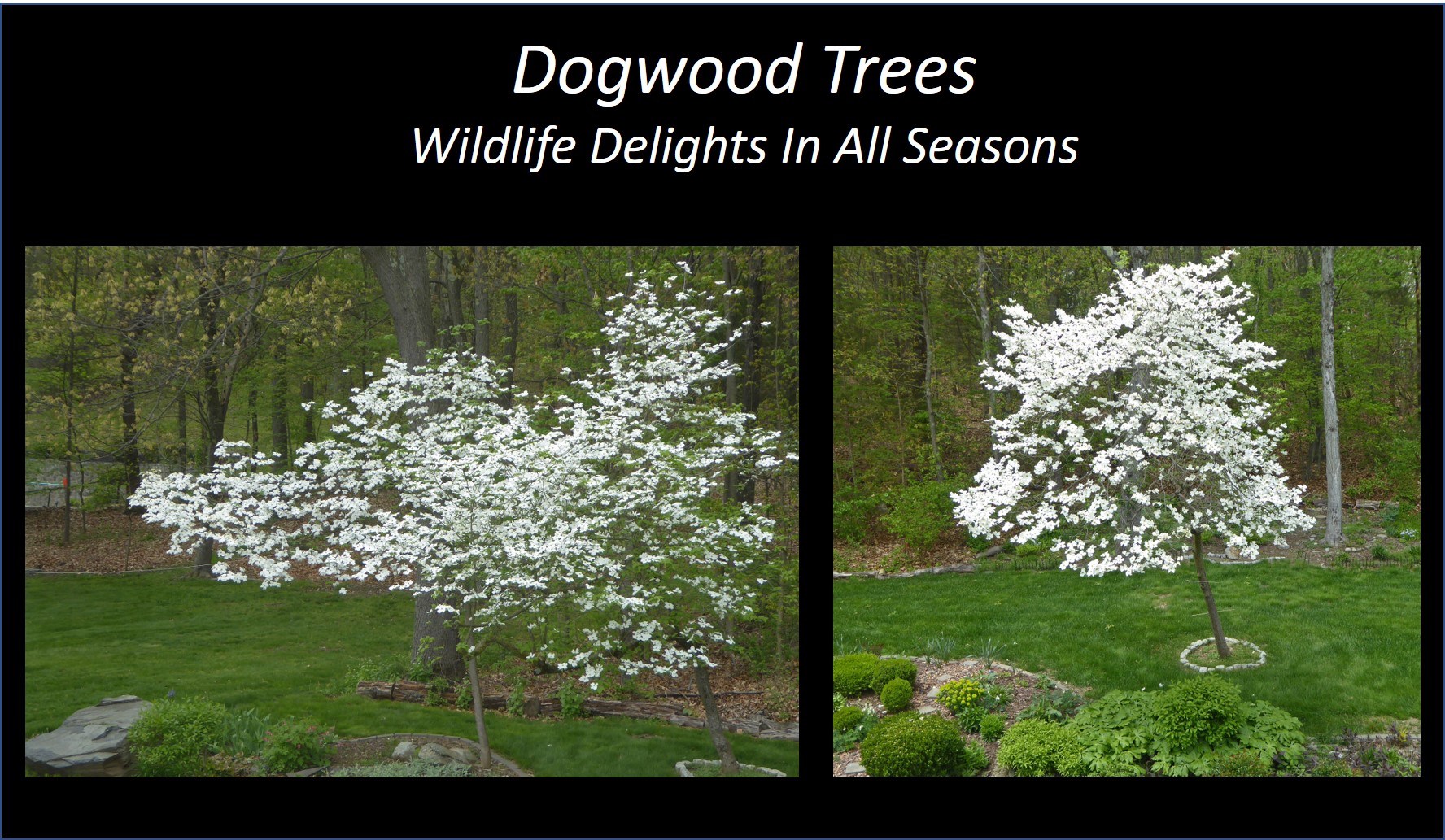 Flowering Dogwood Trees