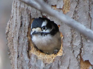 Downy Woodpecker