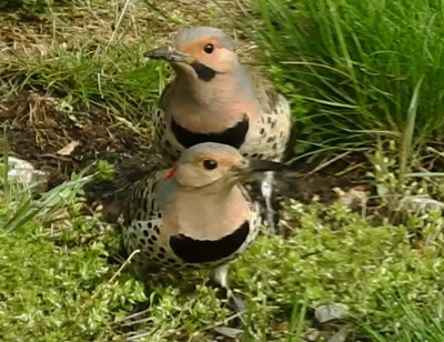 Northern Fliker pair