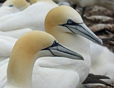 Northern Gannets