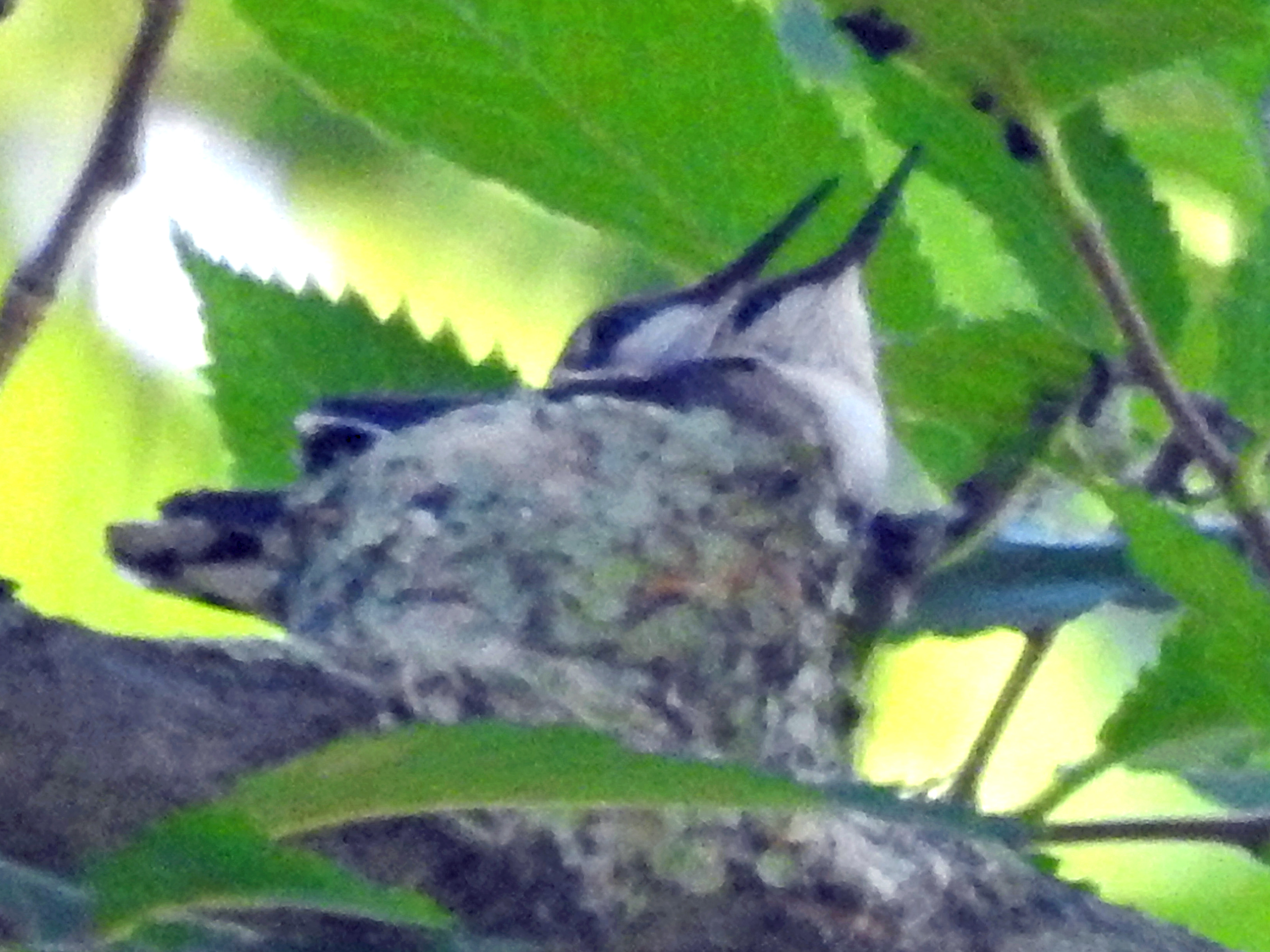 Hummingbird Nest with chicks