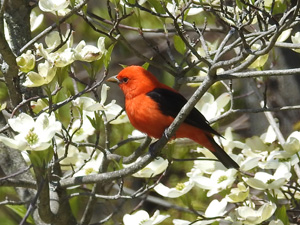 scarlet_tanager