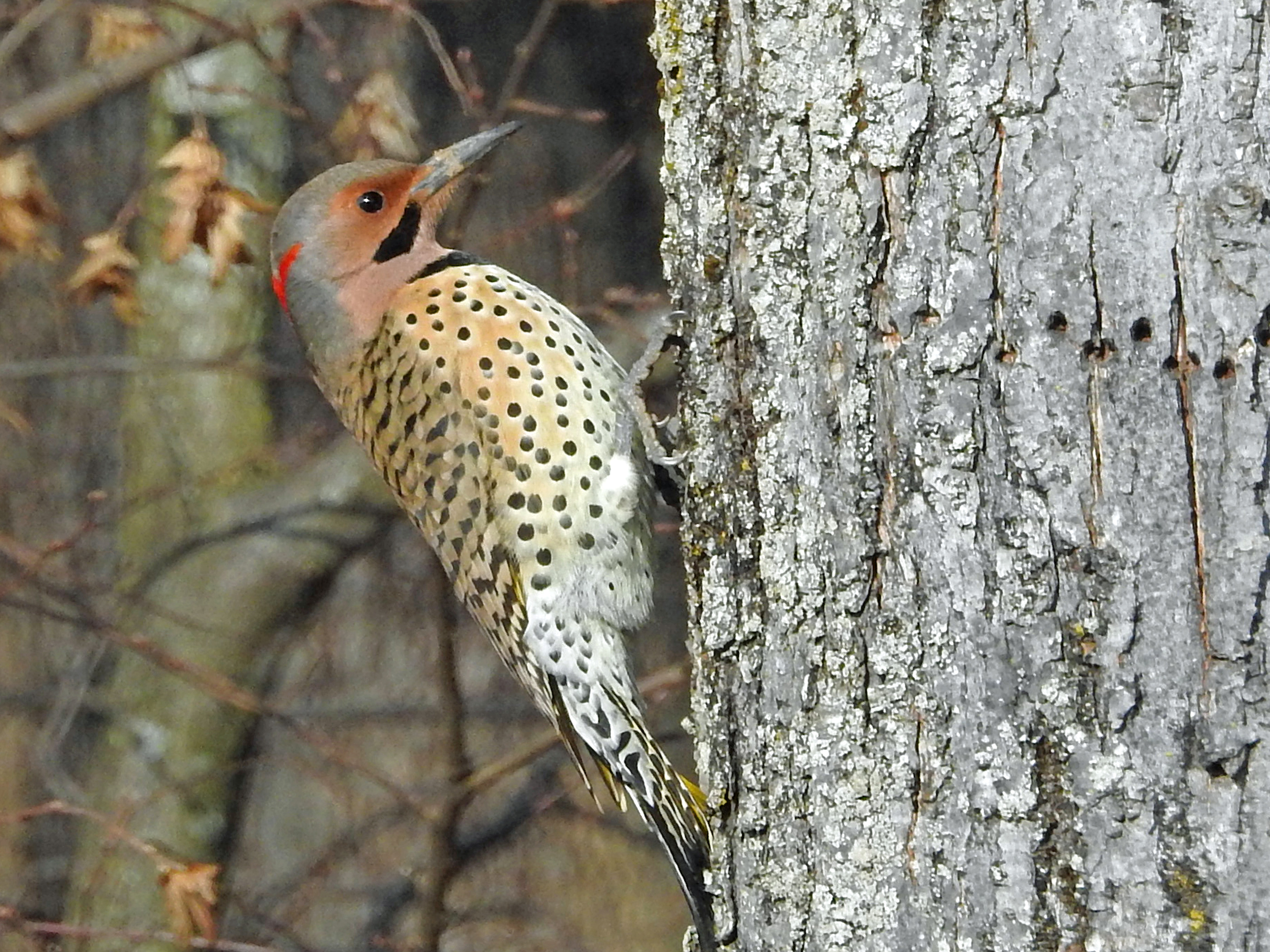 Northern Flicker