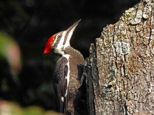 Pileated Woodpecker