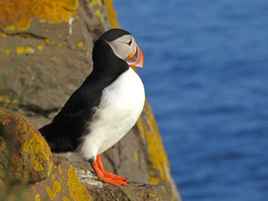 Atlantic Puffin