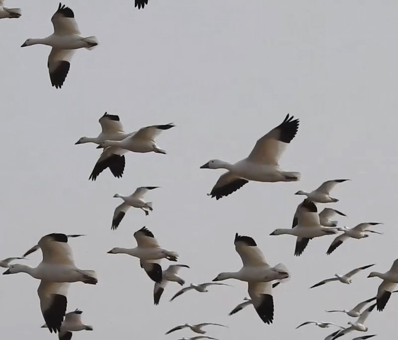 Snow Geese in flight