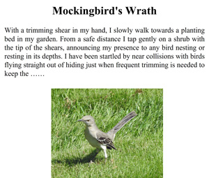 mockingbird