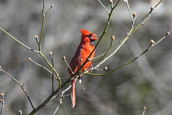 A bird perched on a branch

Description automatically generated with medium confidence