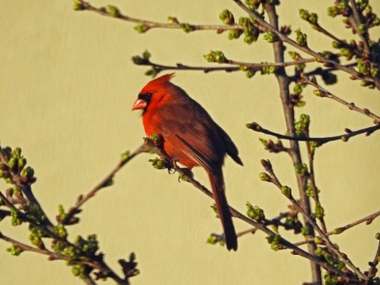 A bird perched on a branch

Description automatically generated with medium confidence