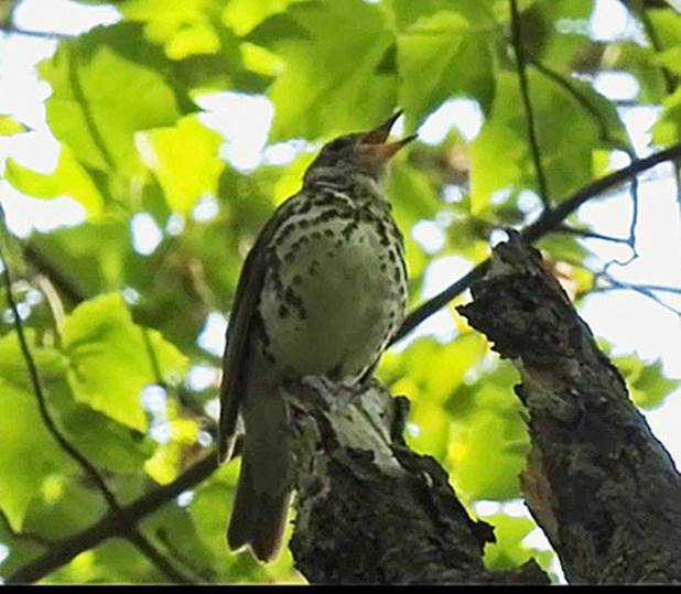 Wood Thrush Singing