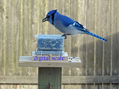 bird on digital scale