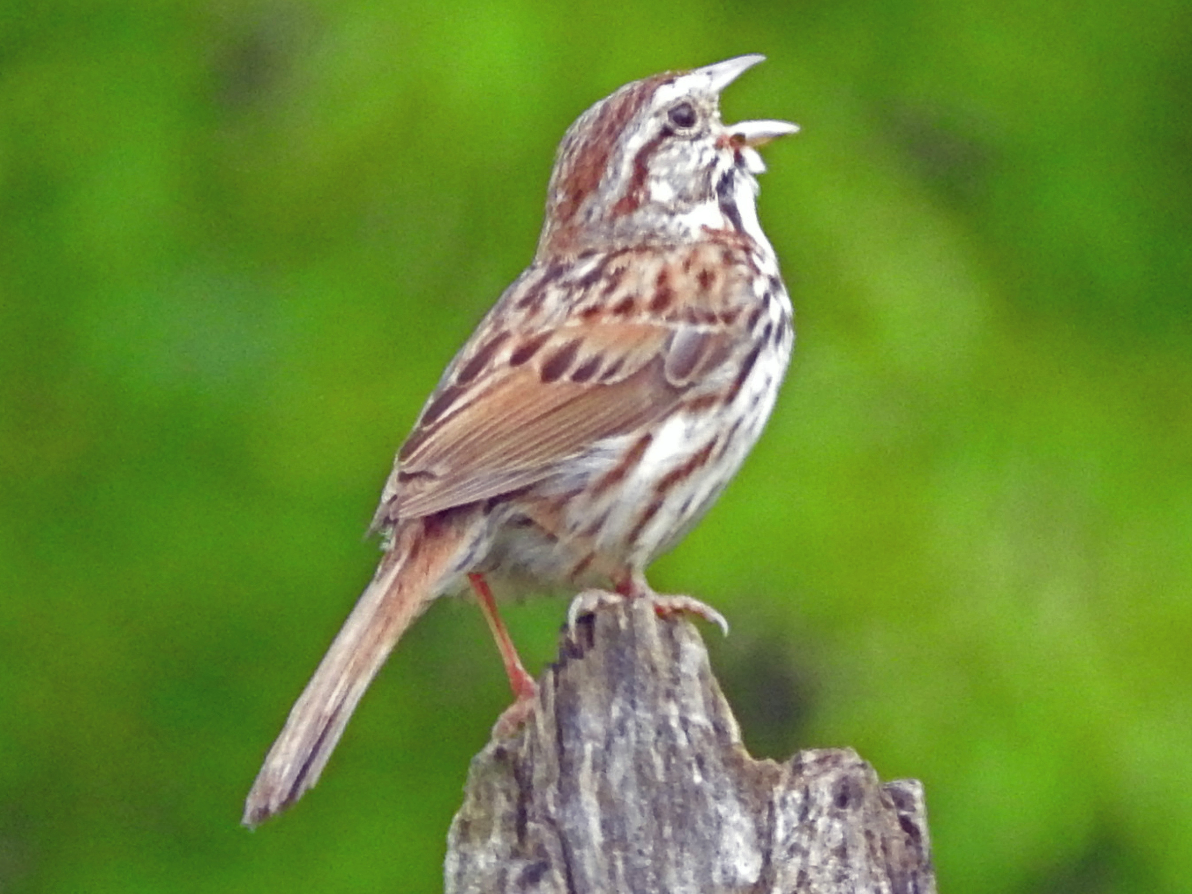 Singing bird