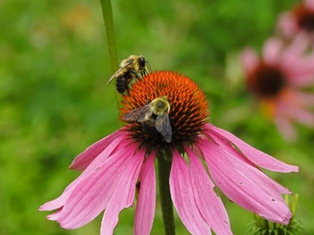 Two carpenter bees on a coneflower