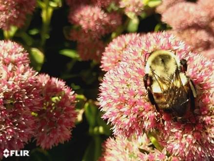 bee on a blossom