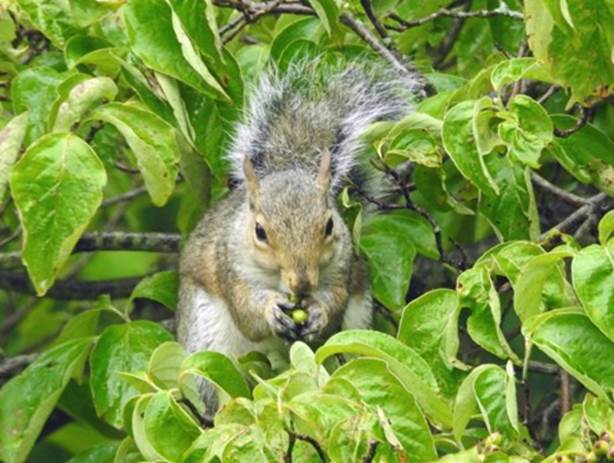 A squirrel eating a nut