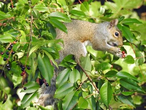 A squirrel on a tree branch