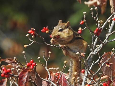 A squirrel on a branch with berries