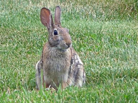 A rabbit sitting in the grass