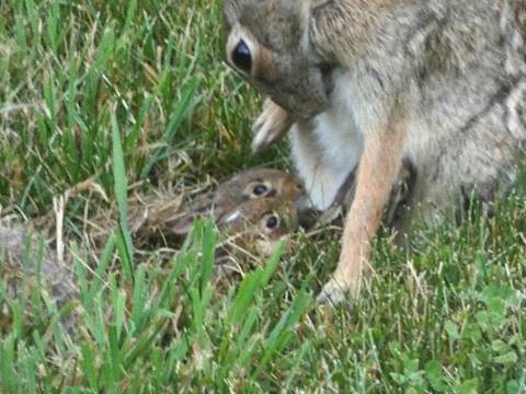 A picture containing grass, mammal