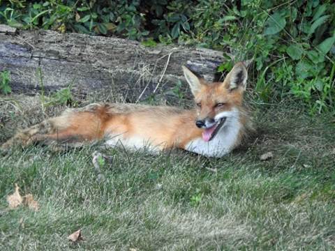 A fox lying in the grass