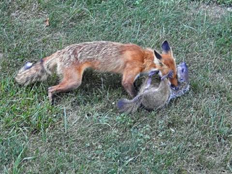 A fox with woodchuck