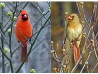 A bird sitting on a branch

Description automatically generated