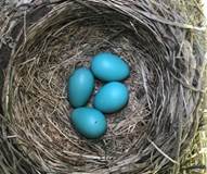 A nest with blue eggs

Description automatically generated