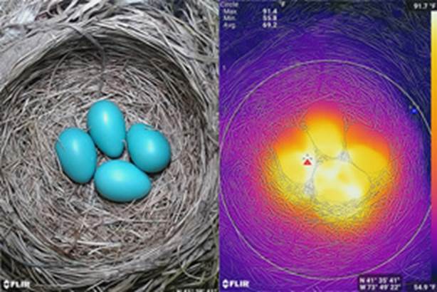 A close-up of a bird's nest

Description automatically generated