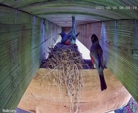 Birds in a nest on a wood shelf

Description automatically generated