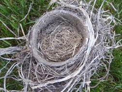 A bird's nest in the grass

Description automatically generated