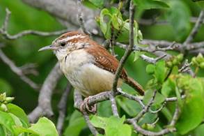 A bird sitting on a branch

Description automatically generated