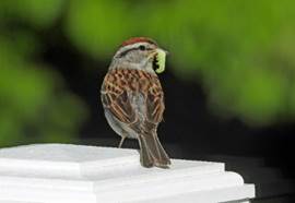 A bird with a worm in its mouth

Description automatically generated