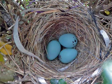 A nest with blue eggs