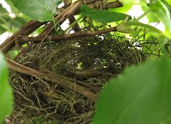 A bird nest on a tree