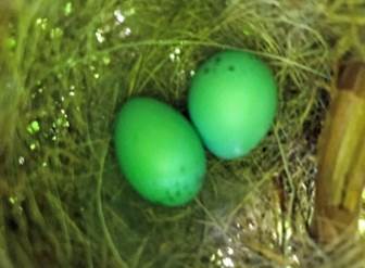 Two eggs in a nest