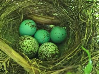 A nest with eggs in it