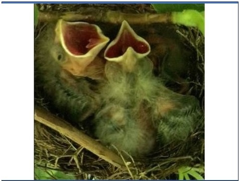 Baby birds in a nest with its mouth open