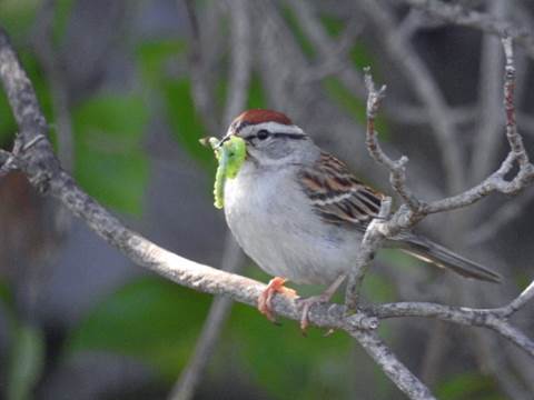 A bird on a branch with a caterpillar in its mouth