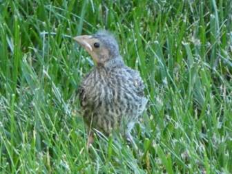 A bird standing in the grass