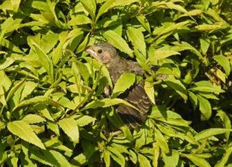 A bird in a bush